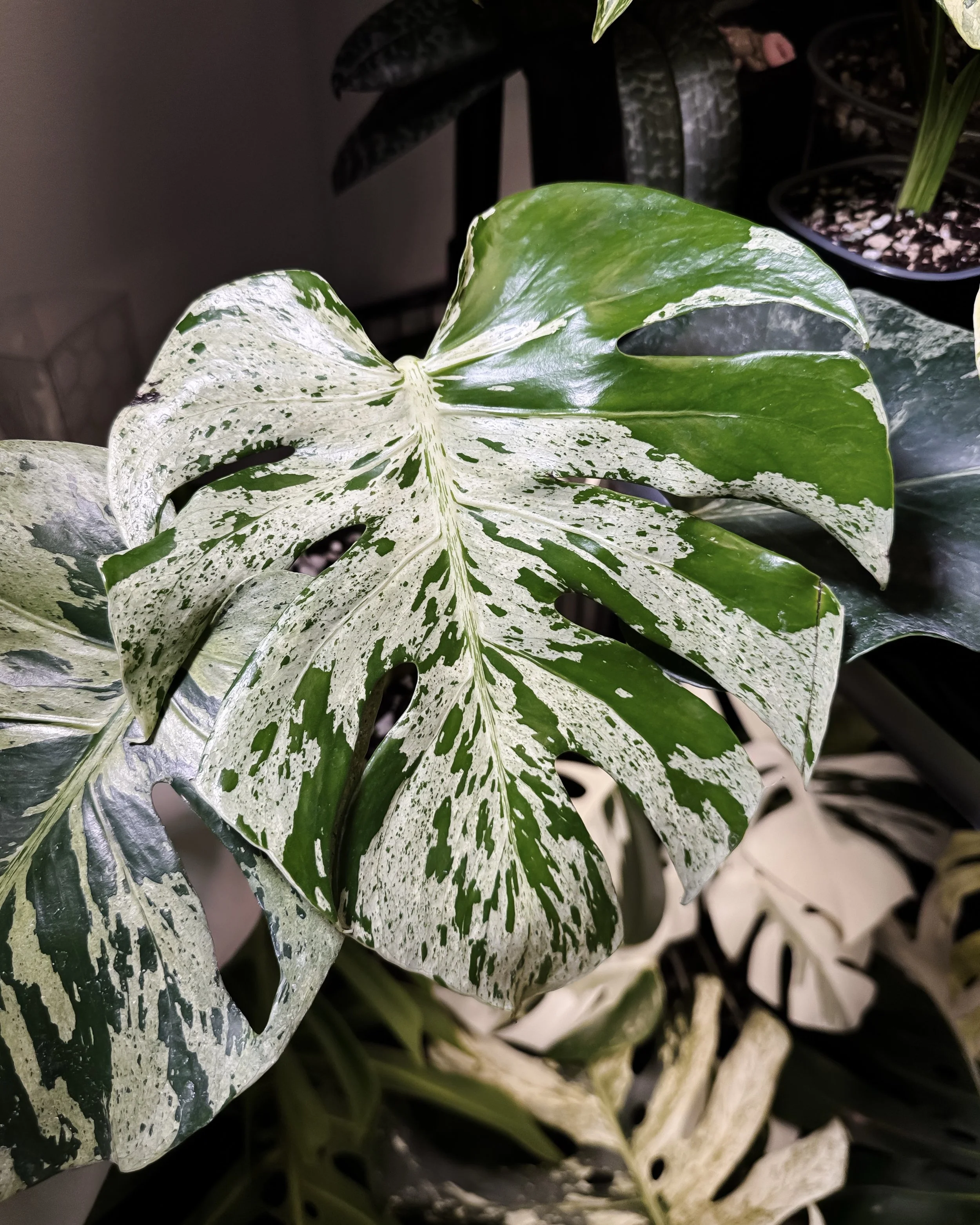 Monstera Bulbasaur: The Coolest Monstera Ever! — The Rare Monstera